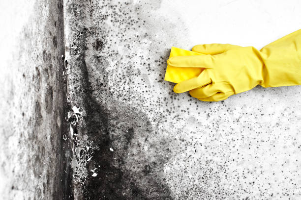 Best Dehumidification Services  in Dryden, MI