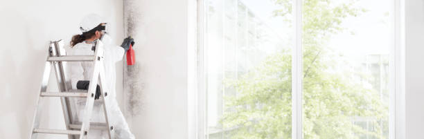 Best Water Damage & Mold Remediation  in Dryden, MI