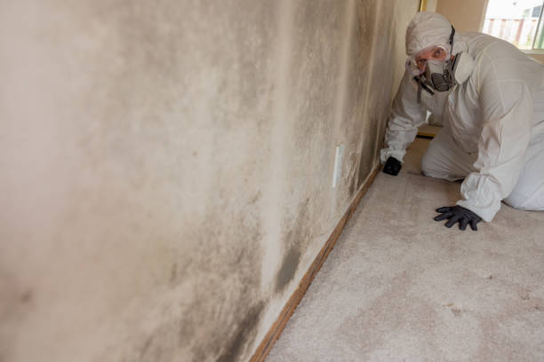 Best Mold Prevention Services  in Dryden, MI